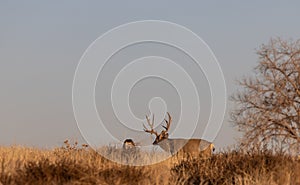 Mule Deer Buck and Doe in the Fall Rut