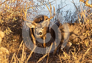Mule Deer Buck and Doe in the Fall Rut in Colorado