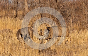 Mule Deer Buck and Doe in the Fall Rut in Colorado