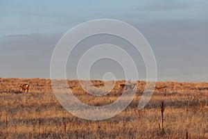 Mule Deer Buck and Doe in rut