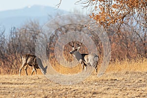 Mule Deer Buck With Doe in the Rut