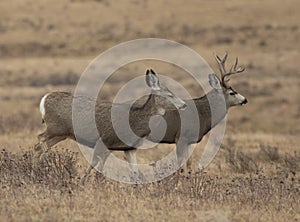 Mule deer buck and doe in the rut