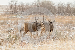 Mule Deer Buck and Doe in Rut