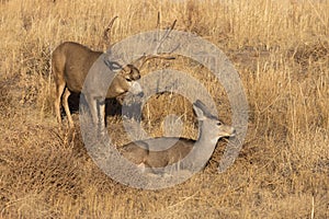 Mule Deer Buck and Doe in the Rut in Autumn