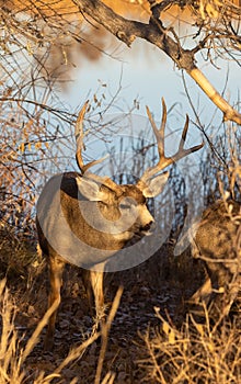 Mule Deer Buck and Doe in Rut in Autumn