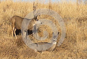 Mule Deer Buck and Doe in the Rut in Colorado