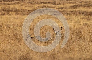 Mule Deer Buck and Doe in Rut in Colorado