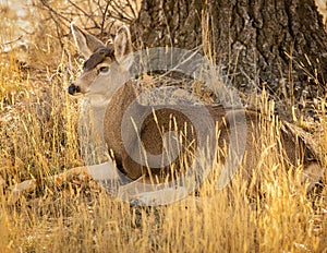 Mule Deer Buck Doe is shown bedded down in woods