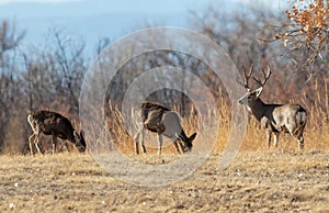Mule Deer Buck and Does in Colorado in the Rut