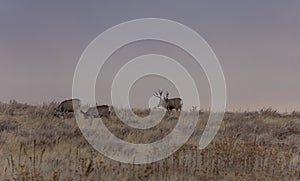 Mule Deer Buck and Does in the Fall Rut