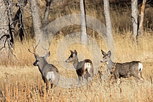 Mule Deer Buck and Does in the Fall Rut