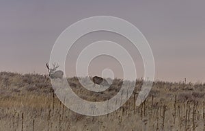 Mule Deer Buck and Does in Rut