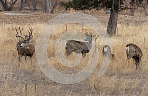 Mule Deer Buck and Does in Rut