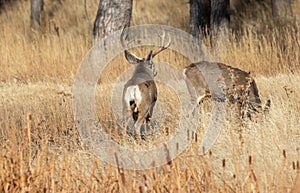 Mule Deer Buck With Does in the Rut