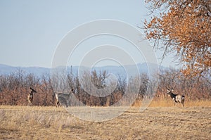 Mule Deer Buck With Does in the Rut