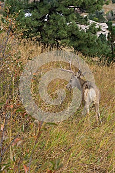 Mule deer buck out in the grass in Colorado photo