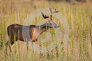Mule Deer Buck eating a plant