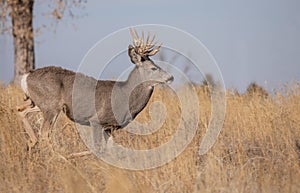 Mule Deer Buck During the Fall Rut