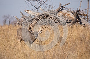 Mule Deer Buck During the fall Rut