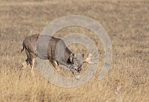 Mule Deer Buck in the Fall Rut