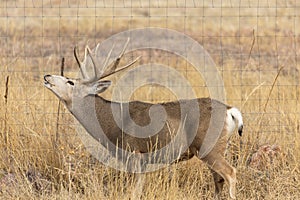 Mule Deer Buck During the Fall Rut