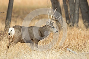 Mule Deer Buck During the Fall Rut