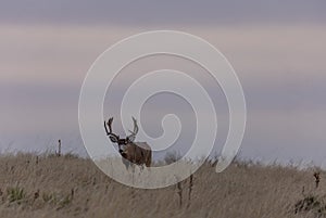 Mule Deer Buck in the Fall Rut