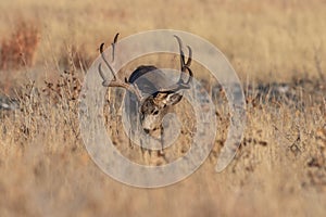 Mule Deer Buck in the Fall Rut