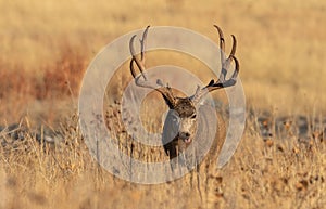 Mule Deer Buck in the Fall rut