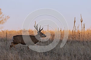 Mule Deer Buck in the Fall Rut