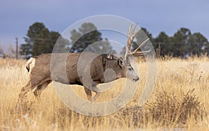 Mule Deer Buck in the Fall Rut