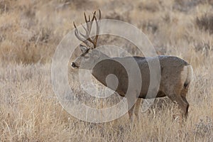 Mule Deer Buck in the Fall Rut