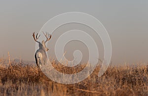 Mule Deer Buck in the Fall Rut