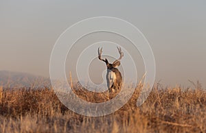 Mule Deer Buck in the Fall Rut in Colorado