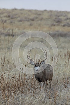 Buck Mule Deer in Coloradon in Fall photo
