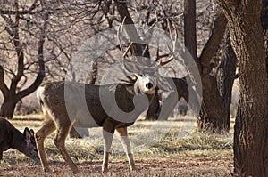 Mule Deer Buck in Fall in Utah