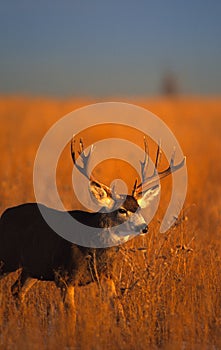 Mule Deer Buck in Field