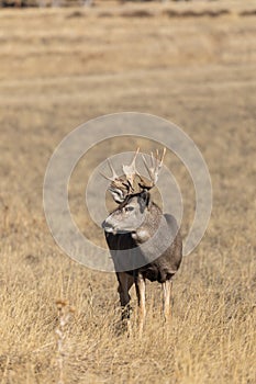 Mule Deer Buck in Field in the Rut