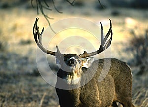 Mule Deer Buck Flemming