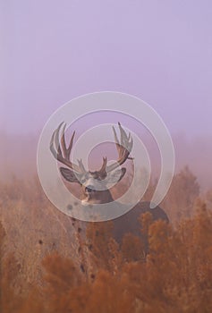 Mule Deer Buck in Fog