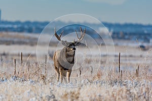 An Enormous Mule Deer Buck on a Cold Morning After a Snowstorm