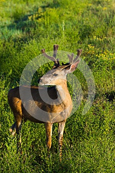 Mule Deer Buck In Grasslands