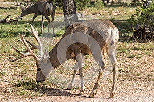 Mule Deer Buck Grazing