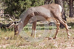 Mule Deer Buck Grazing