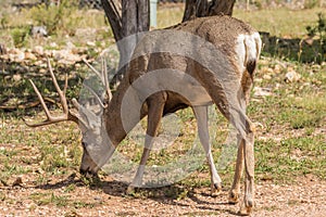 Mule Deer Buck Grazing in the Forest