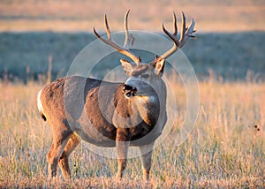 Mule Deer Buck Greeting the Rising Sun