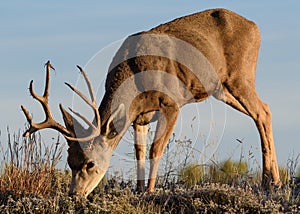 Mule Deer Buck Having Breakfast on a Sunny Morning