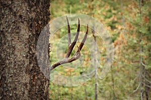 Mule deer buck hiding behind tree in forest