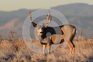 Mule Deer Buck on the High Plains of Colorado at Sunrise