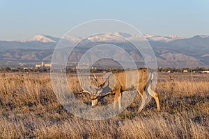 Mule Deer Buck on the High Plains of Colorado at Sunrise